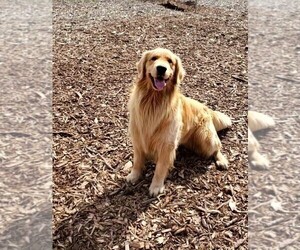 Father of the Golden Retriever puppies born on 09/11/2022