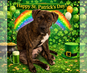 Mutt Dogs for adoption in Sistersville, WV, USA