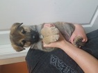 Small Photo #1 German Shepherd Dog Puppy For Sale in RENO, NV, USA