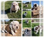 Small Photo #1 Bulldog Puppy For Sale in NEW PLYMOUTH, ID, USA