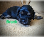 Puppy Brach Cavaton