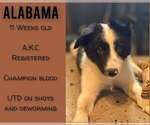 Puppy Alabama Border Collie
