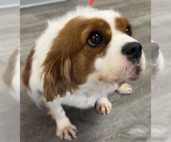 Medium Photo #4 Cavalier King Charles Spaniel Puppy For Sale in Westminster, MD, USA
