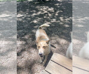 Mickey - Male Australian Shepherd-Unknown Mix Dog for Adoption - Photo #3