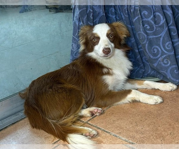 Medium Photo #1 Miniature Australian Shepherd Puppy For Sale in BROOKER, FL, USA