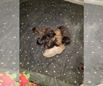 Small Photo #1 Cane Corso Puppy For Sale in BETHEL, PA, USA