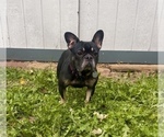Small Photo #1 French Bulldog Puppy For Sale in HUTCHINSON, KS, USA