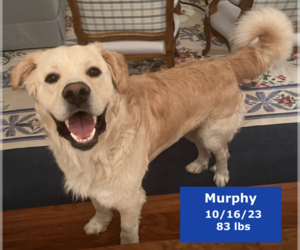 Golden Pyrenees Dogs for adoption in West Hollywood, CA, USA