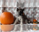 Small Photo #2 Keeshond-Siberian Husky Mix Puppy For Sale in LANCASTER, PA, USA