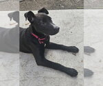 Small #7 Mutt