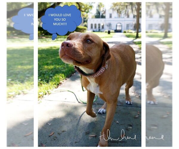 Medium Photo #2 American Staffordshire Terrier-Unknown Mix Puppy For Sale in Sanford, FL, USA