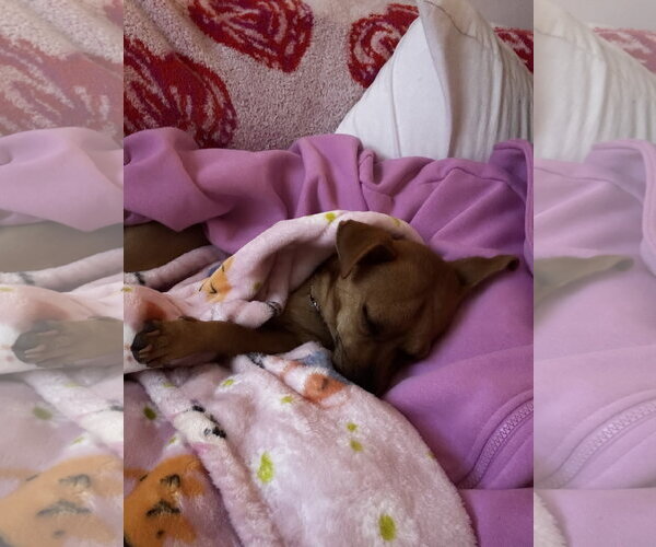 Medium Photo #2 Chihuahua-Unknown Mix Puppy For Sale in Royal Palm Beach, FL, USA