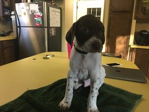 German Shorthaired Pointer Puppy for sale in RIVERVIEW, MI, USA