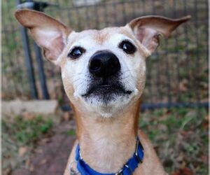 Meeko - Male Greyhound-Jack Russell Terrier Mix Dog for Adoption - Photo #6