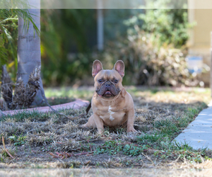 French Bulldog Puppy for sale in HEMET, CA, USA