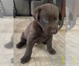 Labrador Retriever Puppy for sale in OSYKA, MS, USA