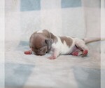 Small #5 Dachshund