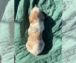 Small Photo #5 Brittany Puppy For Sale in FISHER, IL, USA