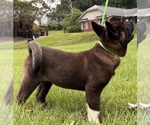 Small Photo #13 Akita Puppy For Sale in MEM, TN, USA