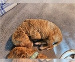 Puppy Orange Goldendoodle