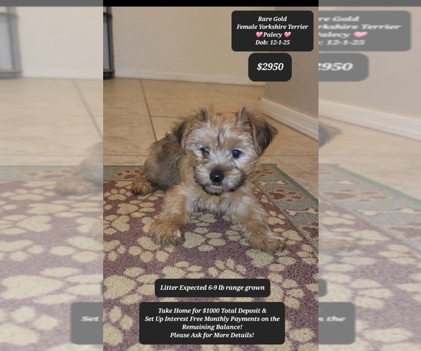 Medium Photo #2 Yorkshire Terrier Puppy For Sale in TUCSON, AZ, USA