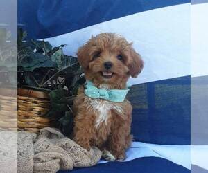 Cavapoo Puppy for sale in THORP, WI, USA