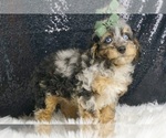 Puppy Scotch AKC Poodle (Miniature)
