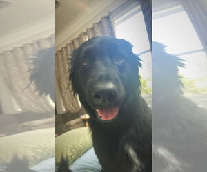 German Shepherd Dog Dogs for adoption in New Orleans, LA, USA