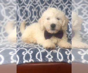 Goldendoodle Puppy for sale in LAKELAND, FL, USA