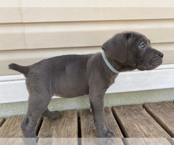 Medium Photo #6 Cane Corso Puppy For Sale in DALE, TX, USA