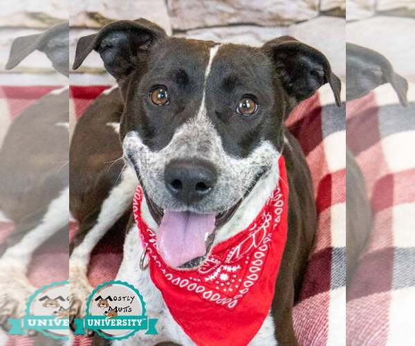 Medium Photo #1 Lab-Pointer Puppy For Sale in Kennesaw, GA, USA