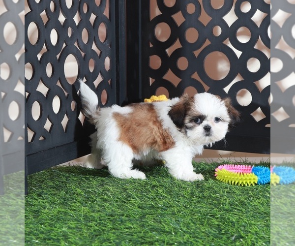 Medium Photo #4 Shih Tzu Puppy For Sale in MOUNT VERNON, OH, USA