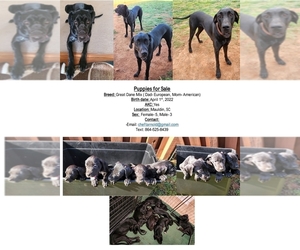Great Dane Puppy for sale in GVILLE, SC, USA