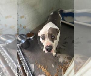 American Pit Bull Terrier Dogs for adoption in Stockton, CA, USA