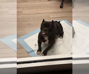 Bulldog-Unknown Mix Dogs for adoption in Baytown, TX, USA