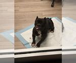 CUPCAKE - Female Bulldog-Unknown Mix Dog for Adoption - Small photo