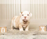 Small Photo #2 Bulldog Puppy For Sale in WARSAW, IN, USA