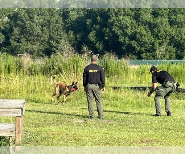 Medium Photo #3 German Shepherd Dog-Unknown Mix Puppy For Sale in Imlay City, MI, USA