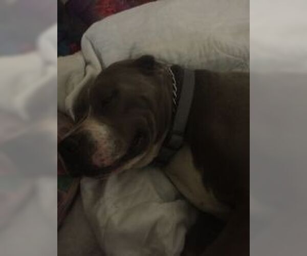Medium Photo #6 American Pit Bull Terrier Puppy For Sale in Oro Valley, AZ, USA