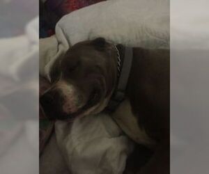 GEORGE - Male American Pit Bull Terrier Dog for Adoption - Photo #6