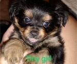 Small Photo #2 Chihuahua-Pom-Shi Mix Puppy For Sale in KANNAPOLIS, NC, USA
