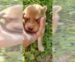 Small Photo #6 German Shepherd Dog-Siberian Husky Mix Puppy For Sale in MANTUA, OH, USA