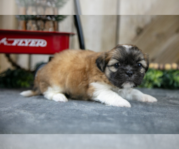 Medium Photo #19 Shih Tzu Puppy For Sale in GREENWICH, OH, USA