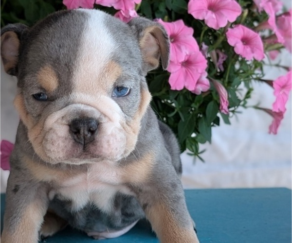 Medium Photo #11 English Bulldog Puppy For Sale in GOSHEN, IN, USA