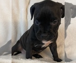 Small Photo #9 American Bully Puppy For Sale in KENT, WA, USA