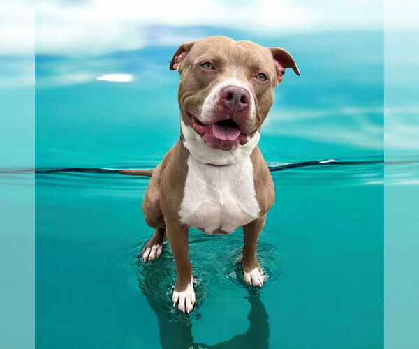 Medium Photo #3 American Pit Bull Terrier Puppy For Sale in Glen Allen, VA, USA