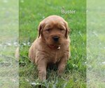 Small #7 Golden Retriever