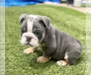 English Bulldog Puppy for sale in WASHINGTON, DC, USA