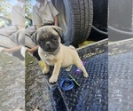 Puppy Boy Pug