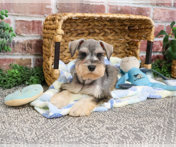 Medium Photo #5 Schnauzer (Miniature) Puppy For Sale in SYRACUSE, IN, USA